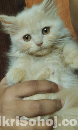 Urgent traditional persian female kitten sell
